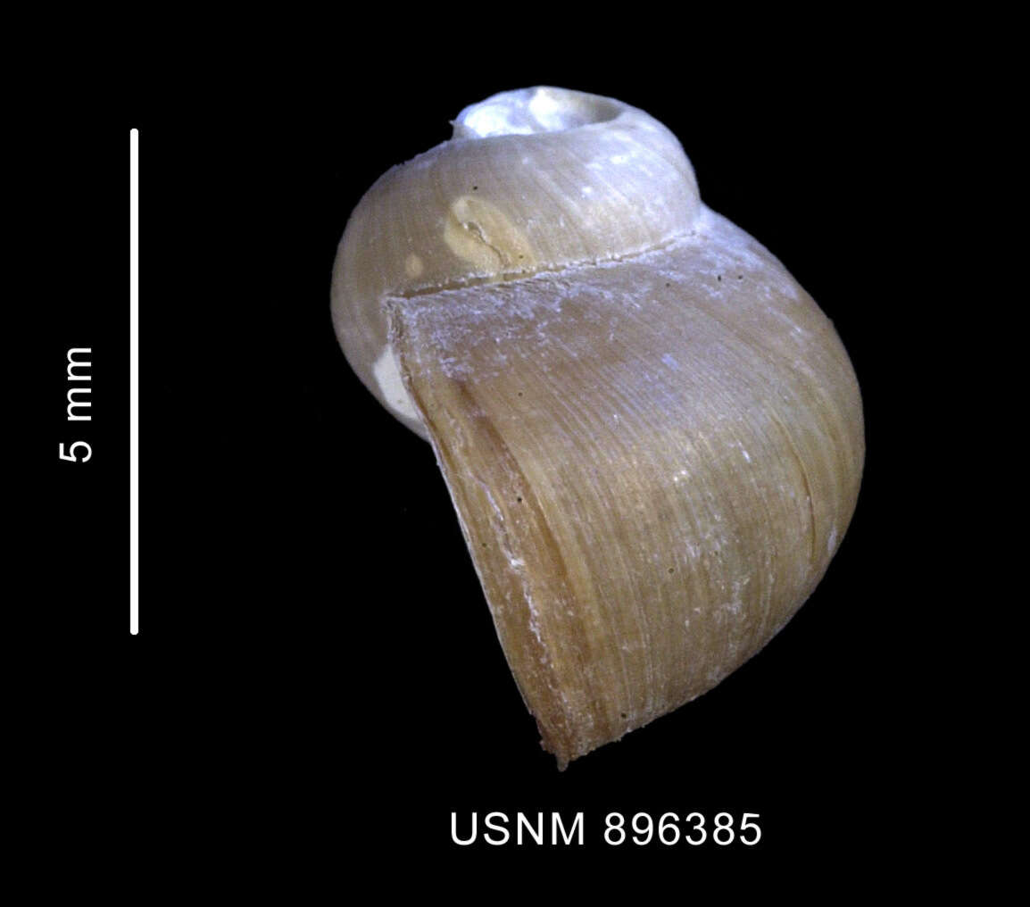 Image of Kerguelenatica delicatula (E. A. Smith 1902)