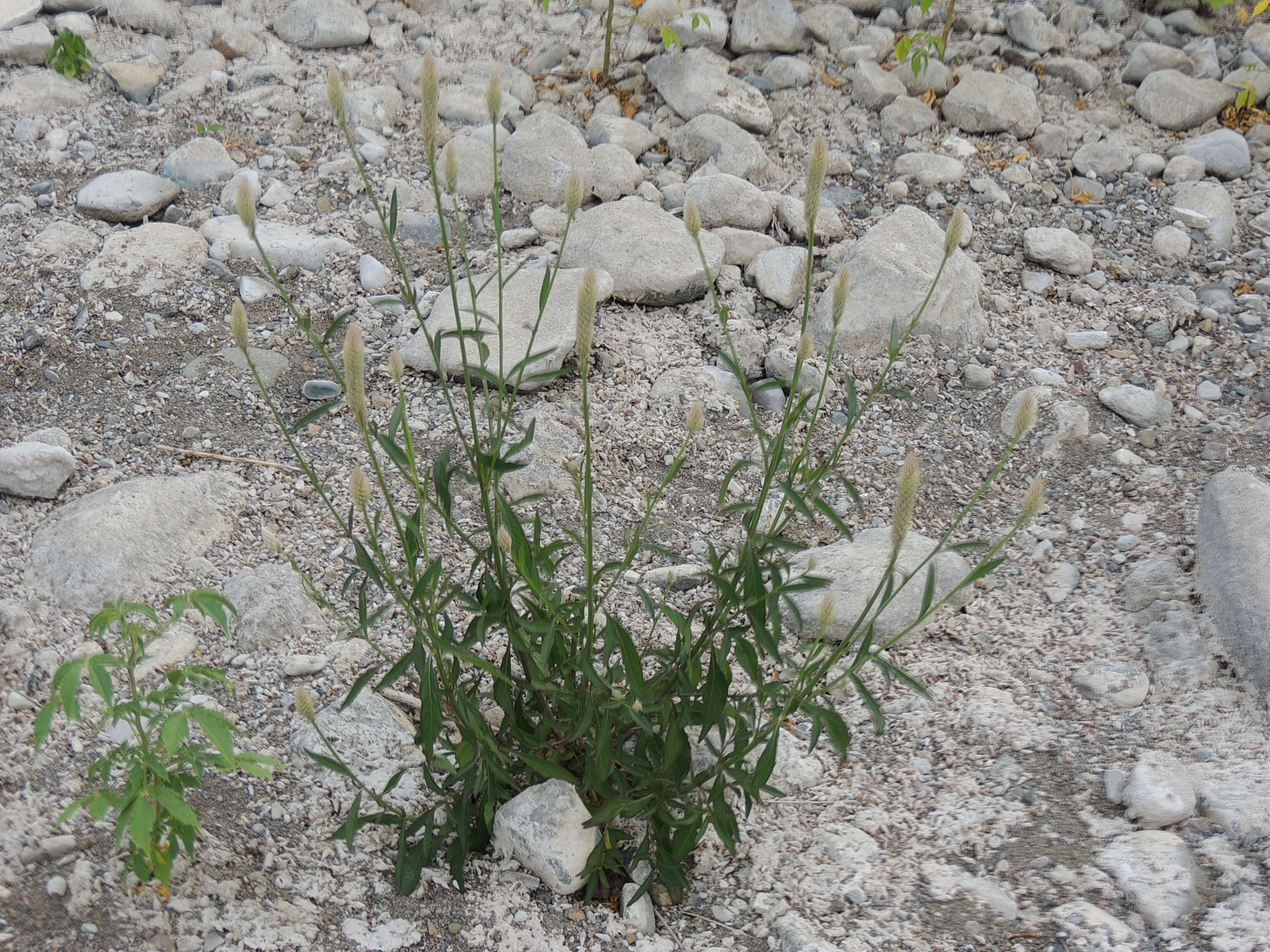 Imagem de Celosia argentea L.