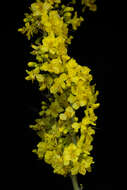 Image of Parkinsonia praecox (Ruiz & Pav.) Hawkins