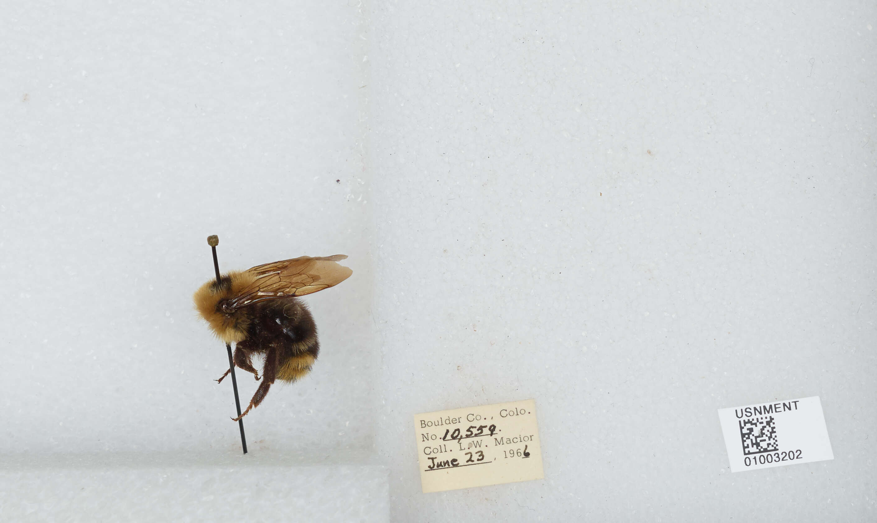 Image de Bombus insularis (Smith 1861)