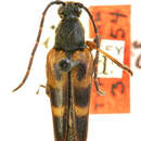 Image of Leptura obliterata (Haldeman 1847)