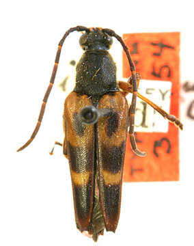 Image of Leptura obliterata (Haldeman 1847)