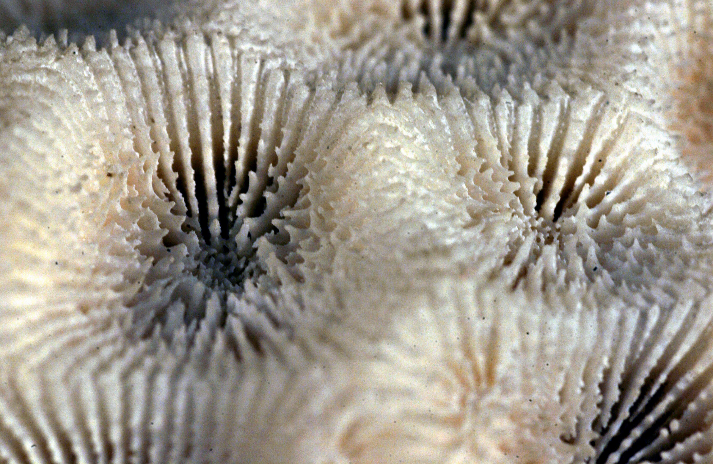 Image of Honeycomb coral