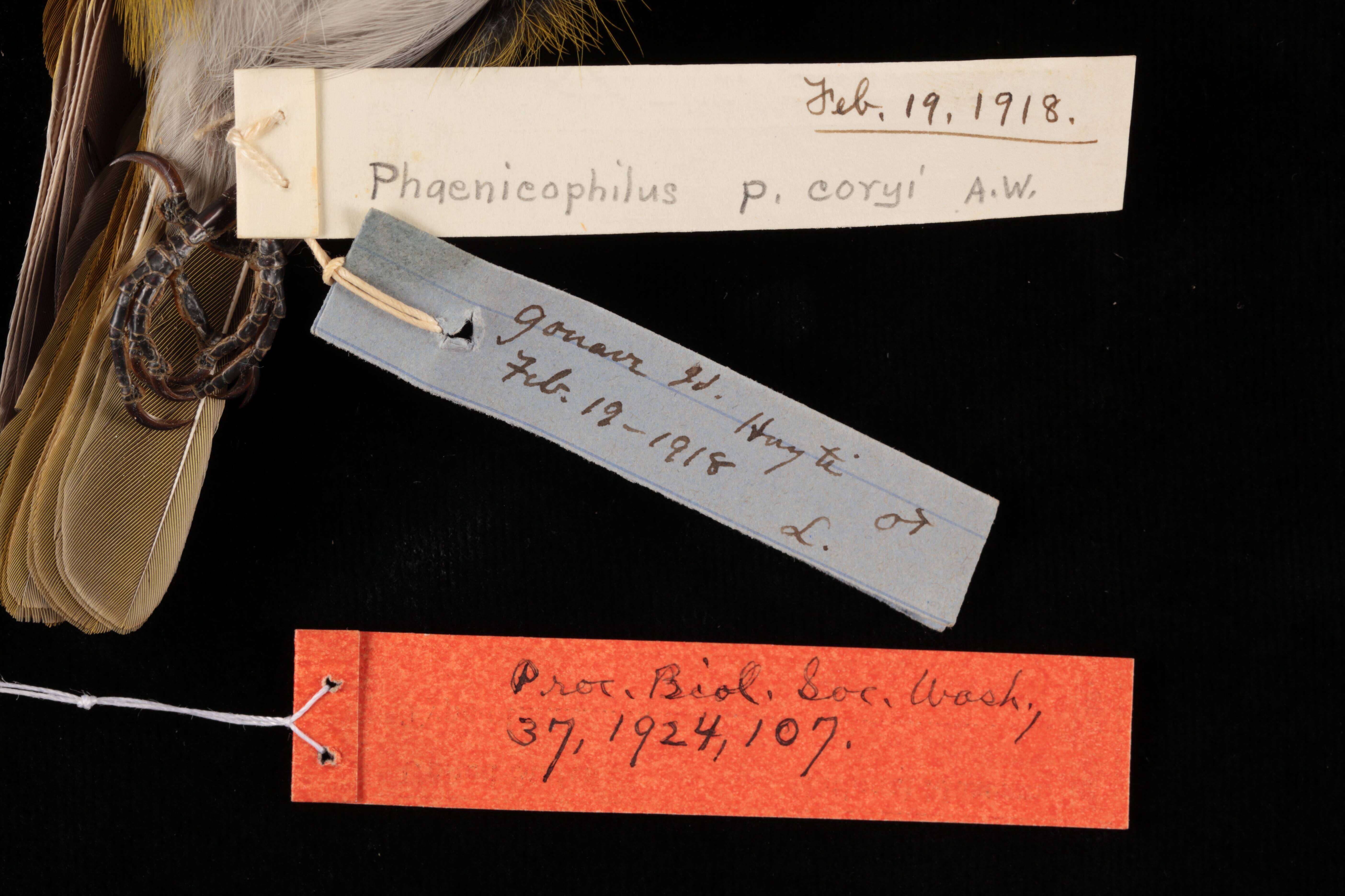 Image de Phaenicophilus poliocephalus coryi Richmond & Swales 1924