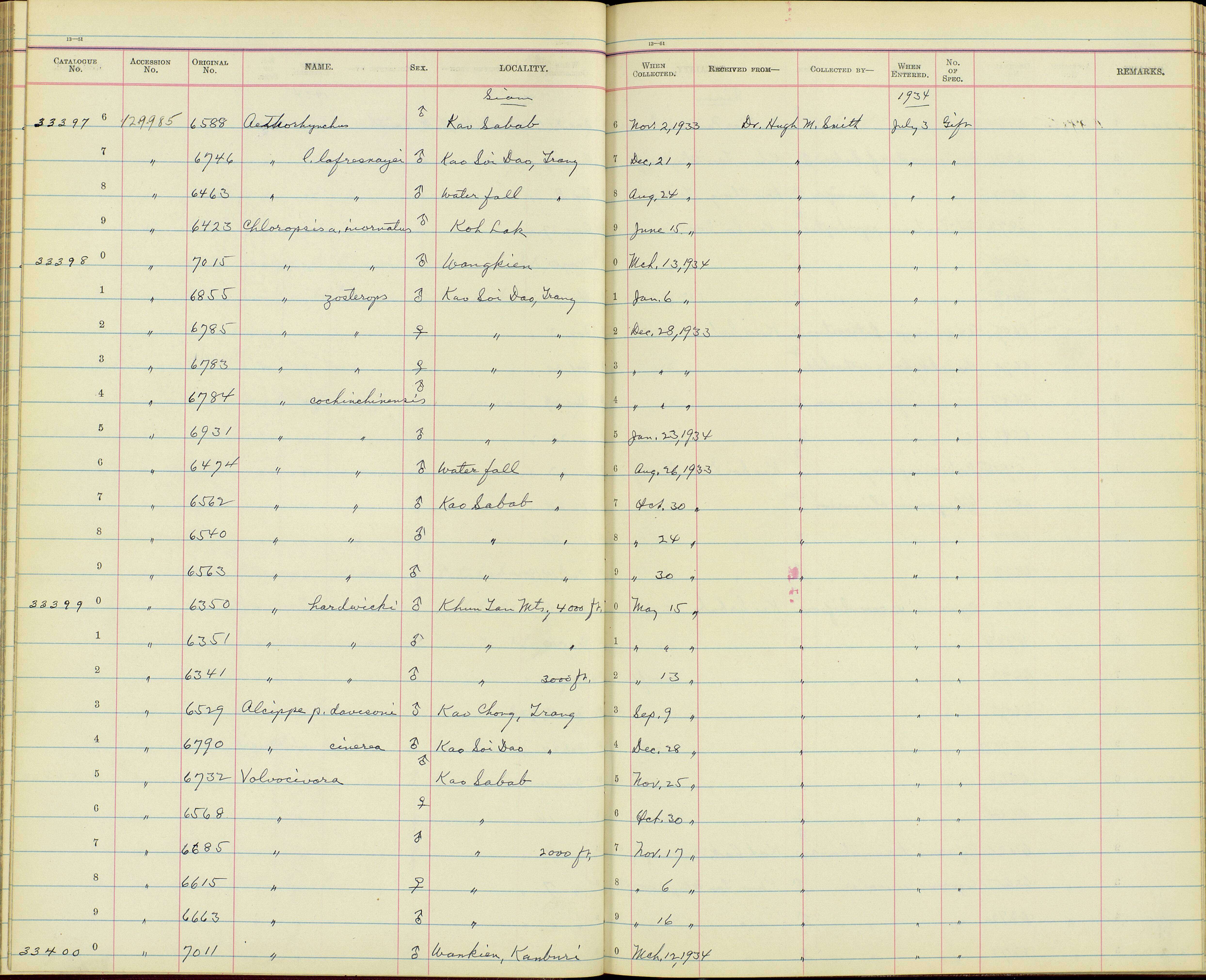 Sivun Chloropsis aurifrons incompta Deignan 1948 kuva