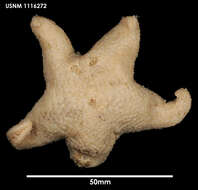 Image of Pteraster affinis Smith 1876