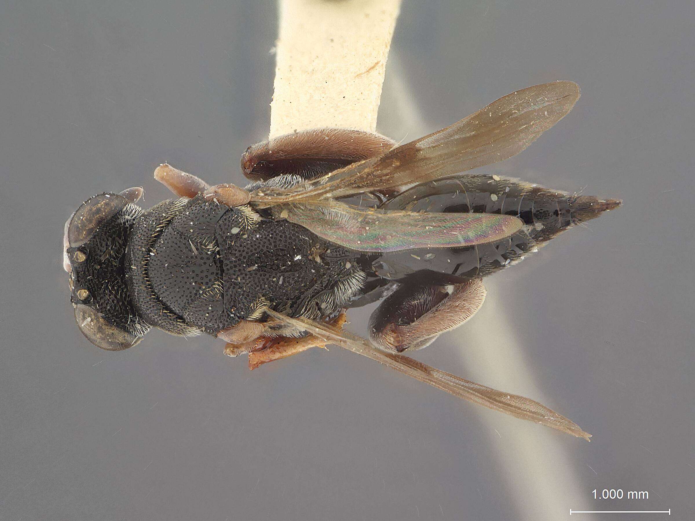 Image of Antrocephalus atulyus Narendran 1989