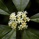 Image of Pittosporum Gaertn.