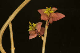 Image of Ipomoea bracteata Cav.