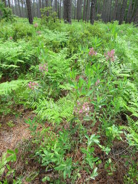 Image of sheep laurel