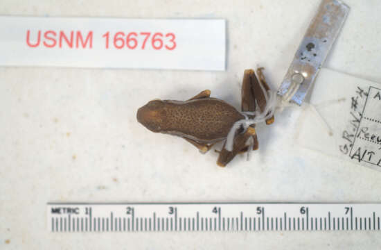 Image of Peru Poison Frog