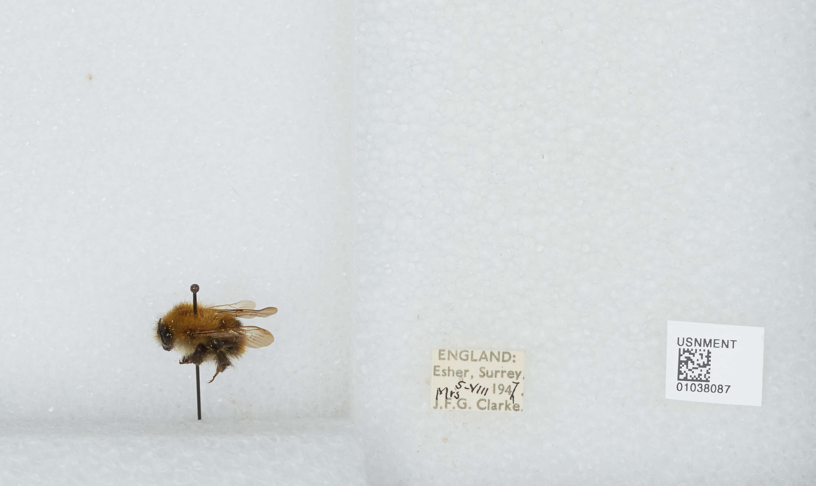 Image of Common carder bumblebee