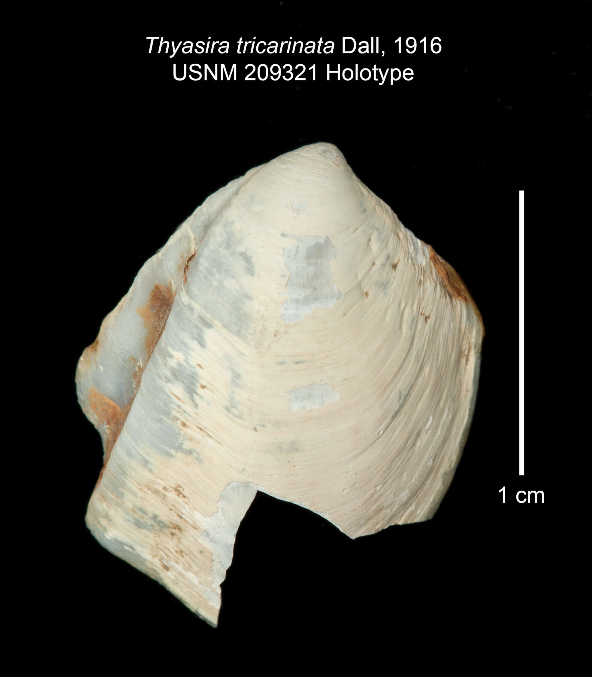 Image de Thyasira tricarinata Dall 1916