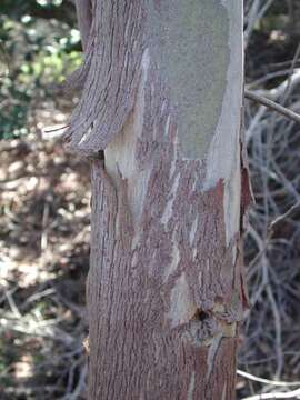 Image of Saligna Eucalyptus