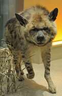 Image of Striped Hyena