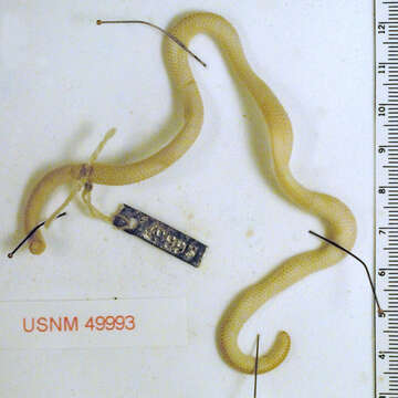 Image of Rose Blind Snake