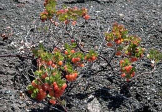 Image de Vaccinium reticulatum Sm.