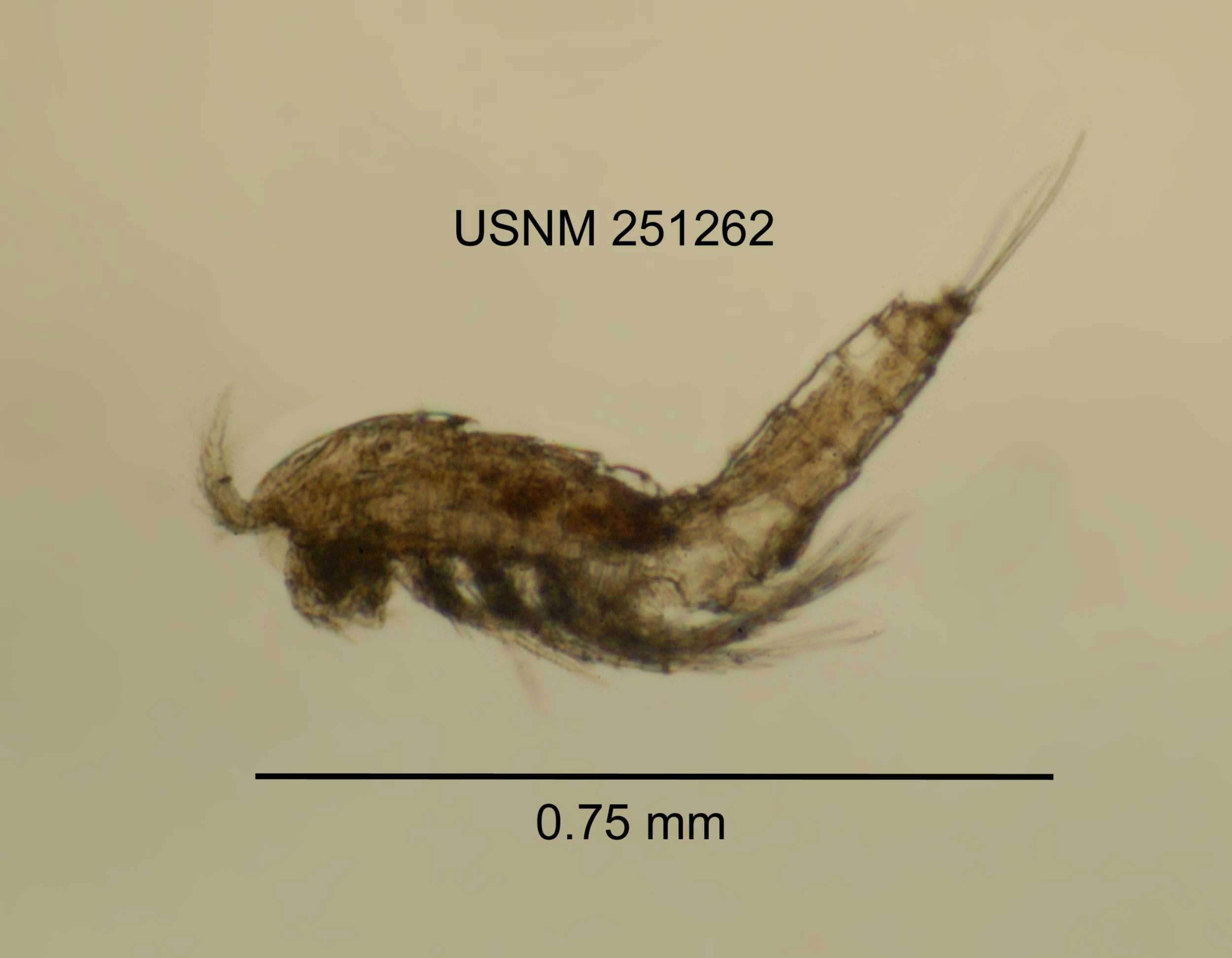 Image of Bryocamptus nivalis (Willey 1925)