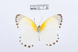 Image de Mylothris sulphurea Aurivillius 1895