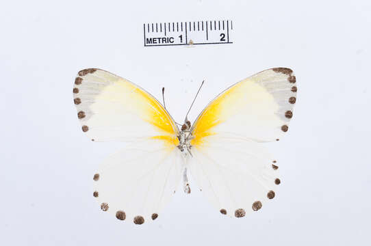 Image de Mylothris sulphurea Aurivillius 1895