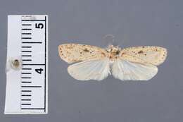 Image of Agonopterix fusciterminella Clarke 1941