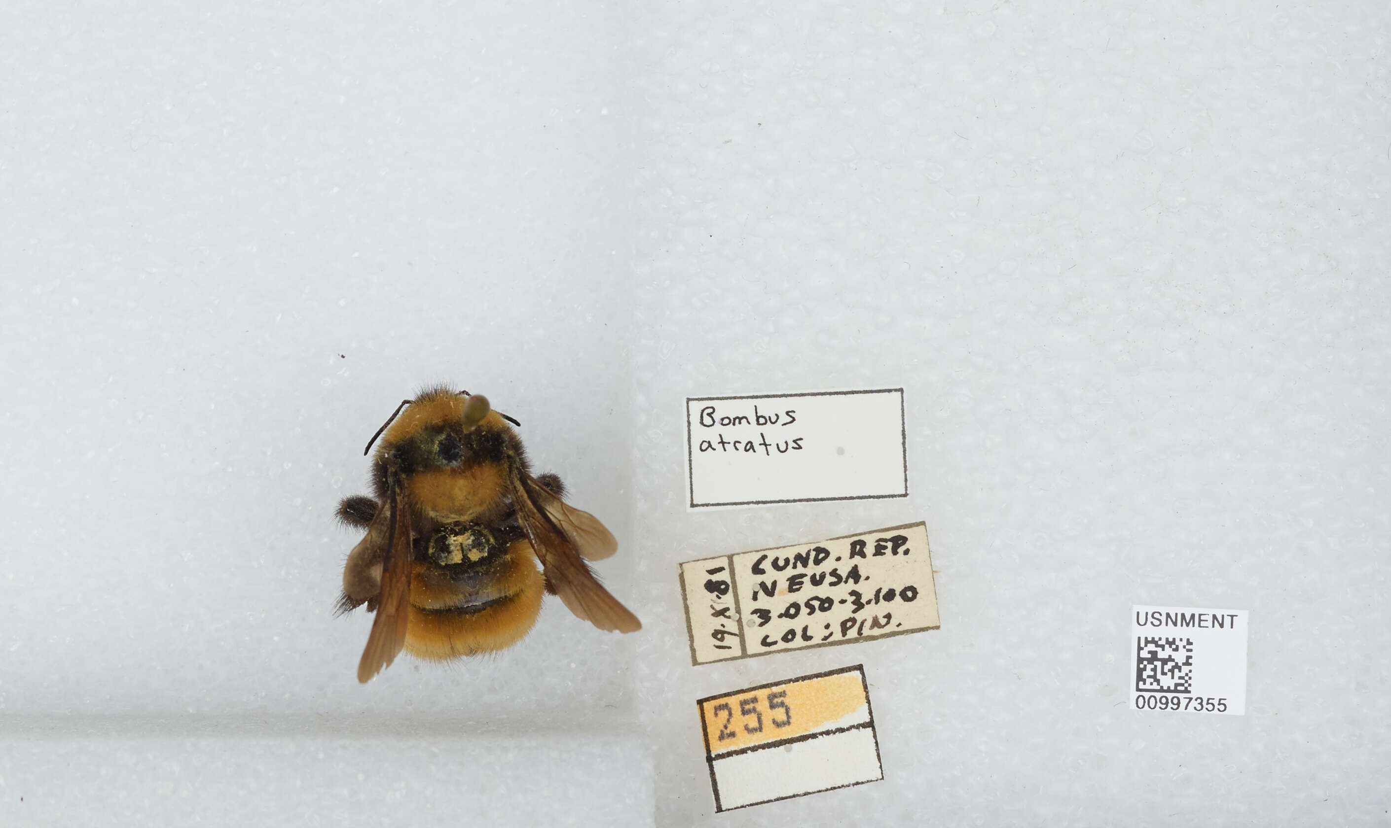 Image of Bombus pauloensis Friese 1912