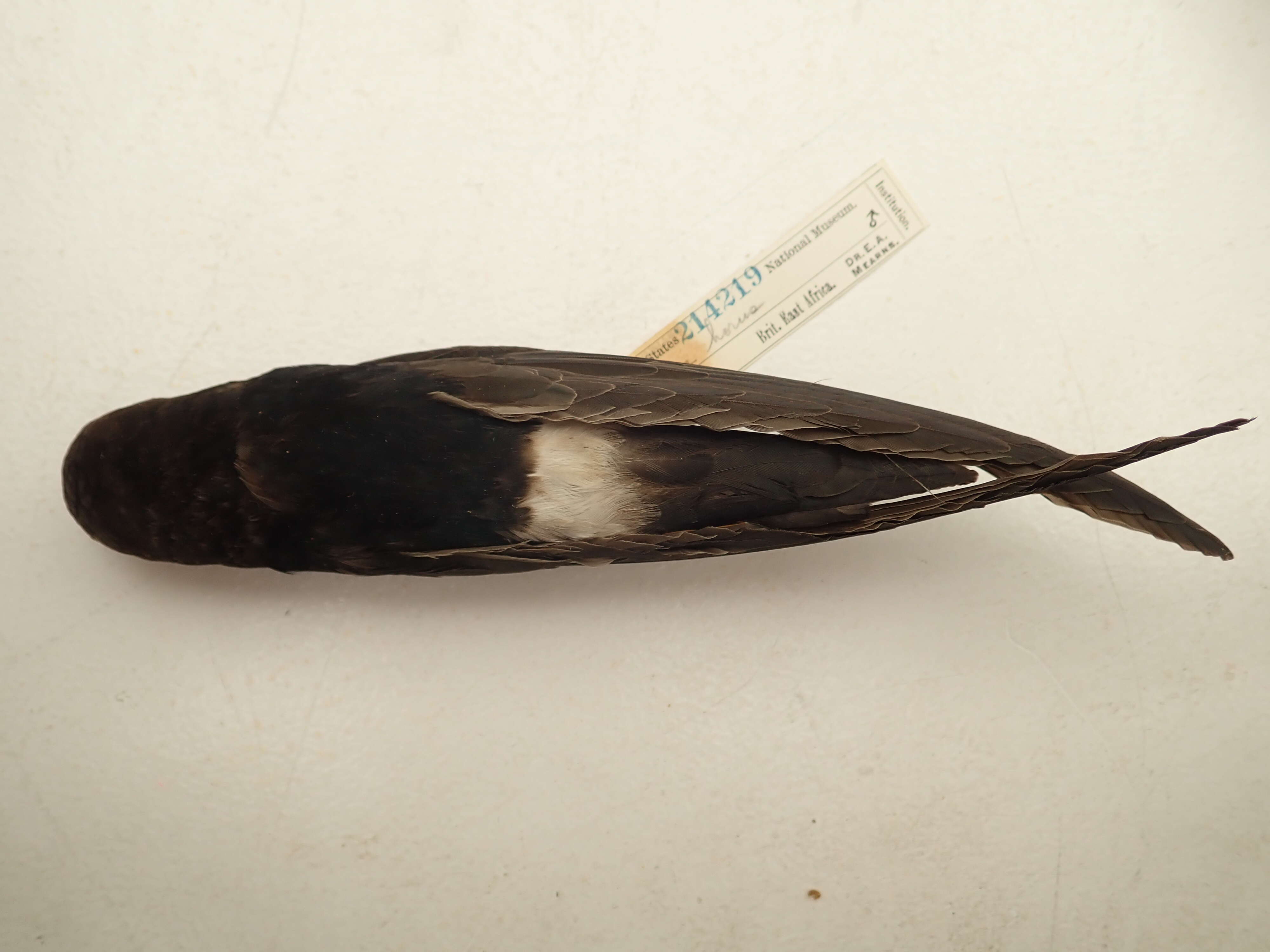 Image of Horus Swift