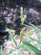 Image of Catchfly Grass