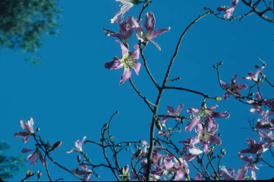 Image de Ceiba speciosa (A. St.-Hil., A. Juss. & Cambess.) P. Ravenna