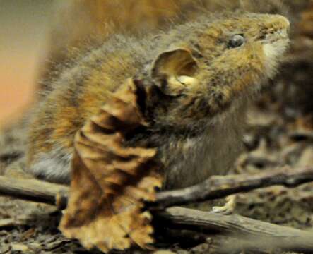 Image of White-footed Deermouse