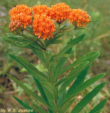 Image of butterfly milkweed