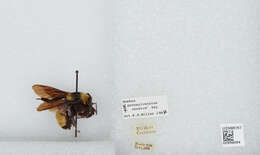 Image of Sonoran Bumble Bee