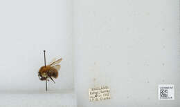 Image of Common carder bumblebee