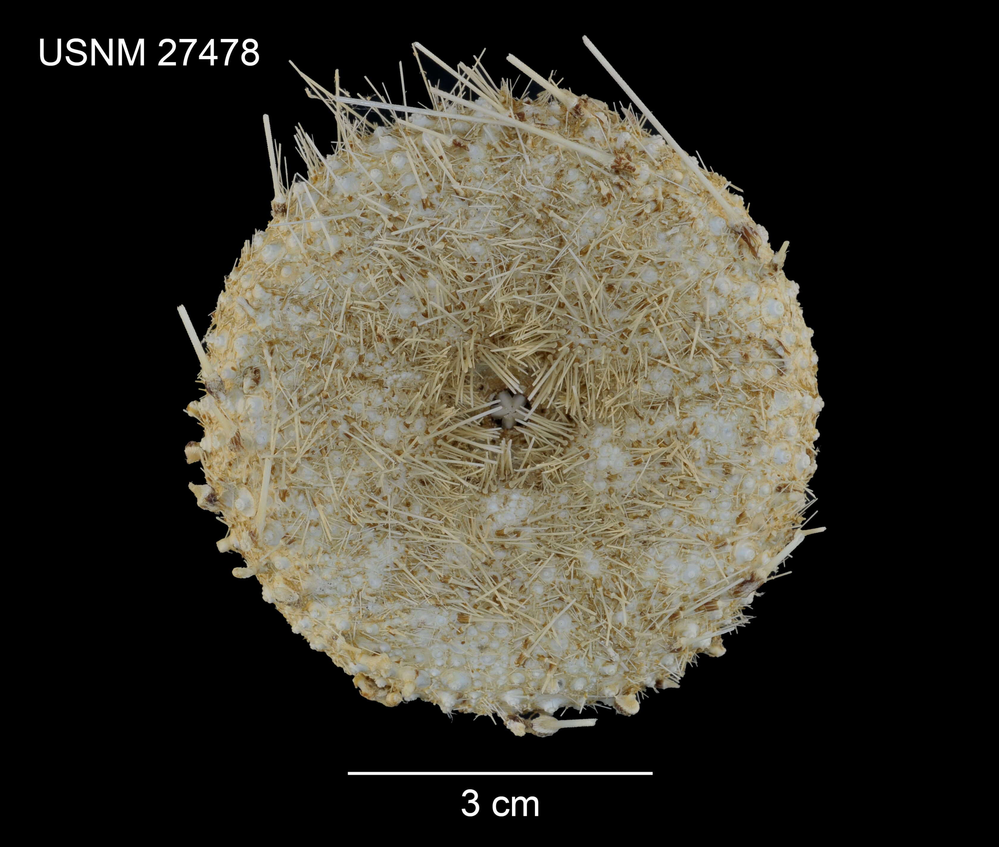 Image of Chaetodiadema pallidum A. Agassiz & H. L. Clark 1907