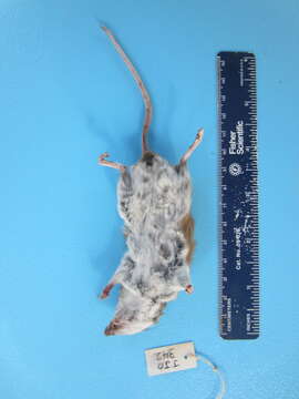 Image of White-footed Deermouse