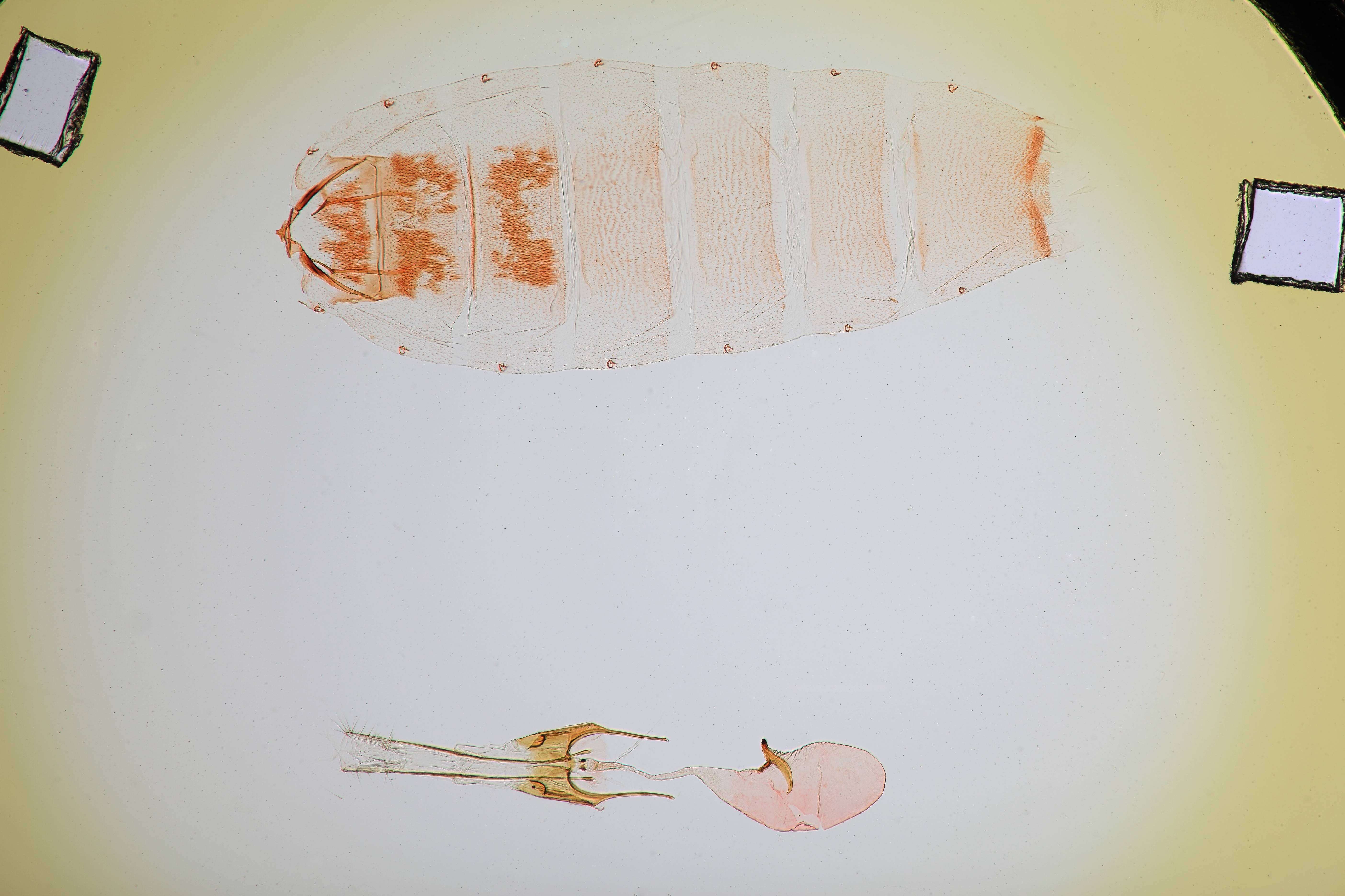 Image of Gnorimoschema gibsoniella Busck 1915