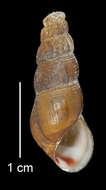 Image of Juga plicifera (I. Lea 1838)