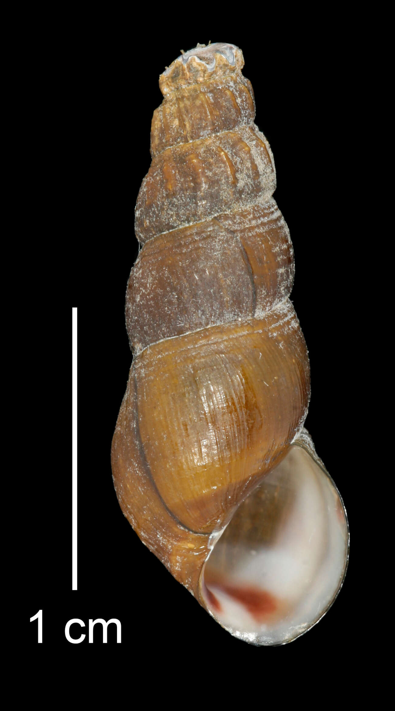 Image of Juga plicifera (I. Lea 1838)