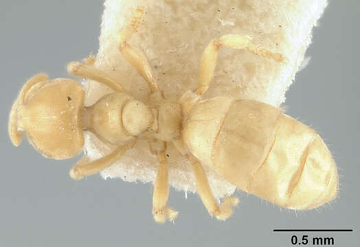 Image of Acropyga pallida (Donisthorpe 1938)