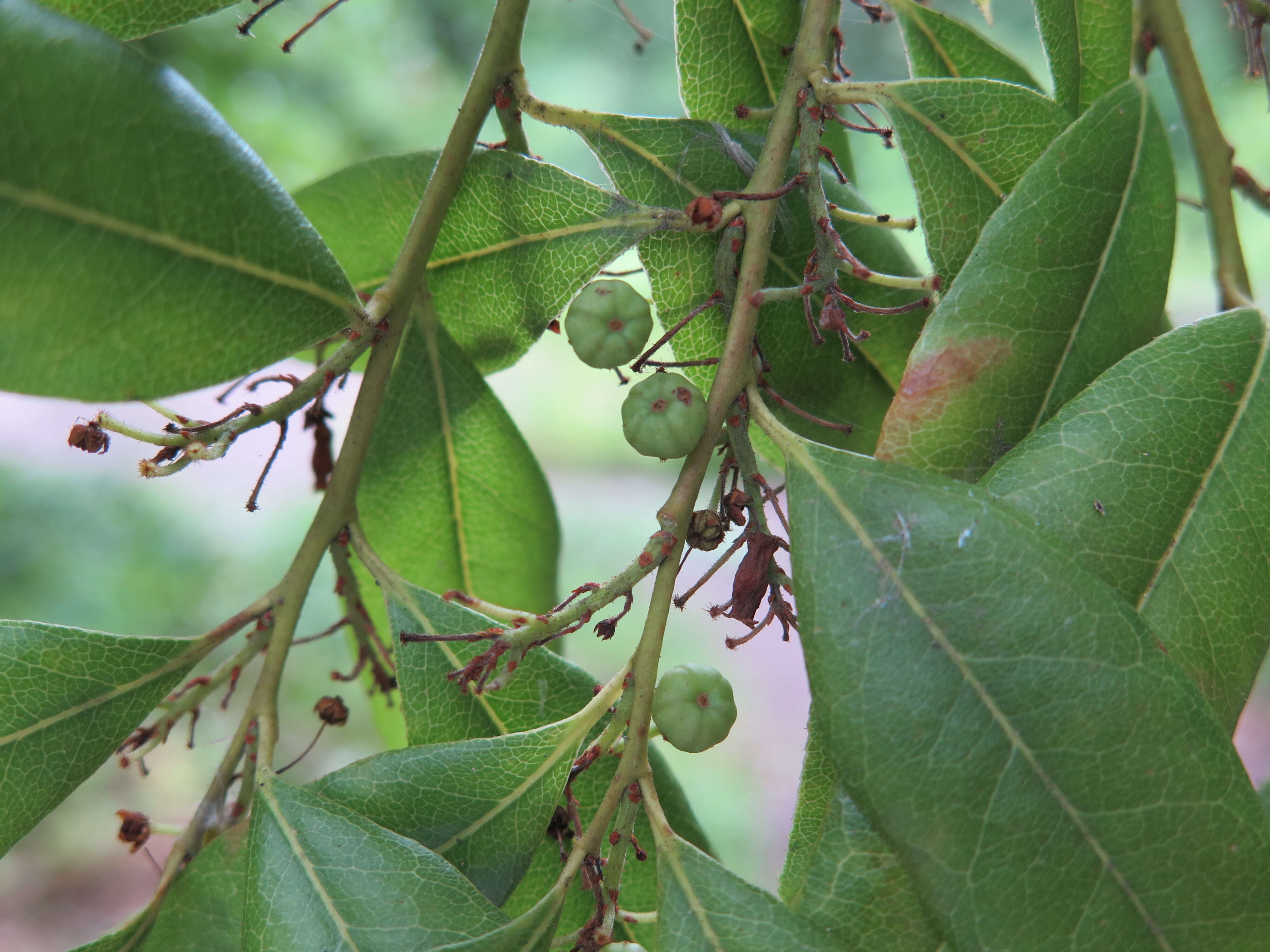 Image of Florida hobblebush