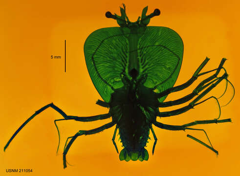 Image of Galearctus Holthuis 2002