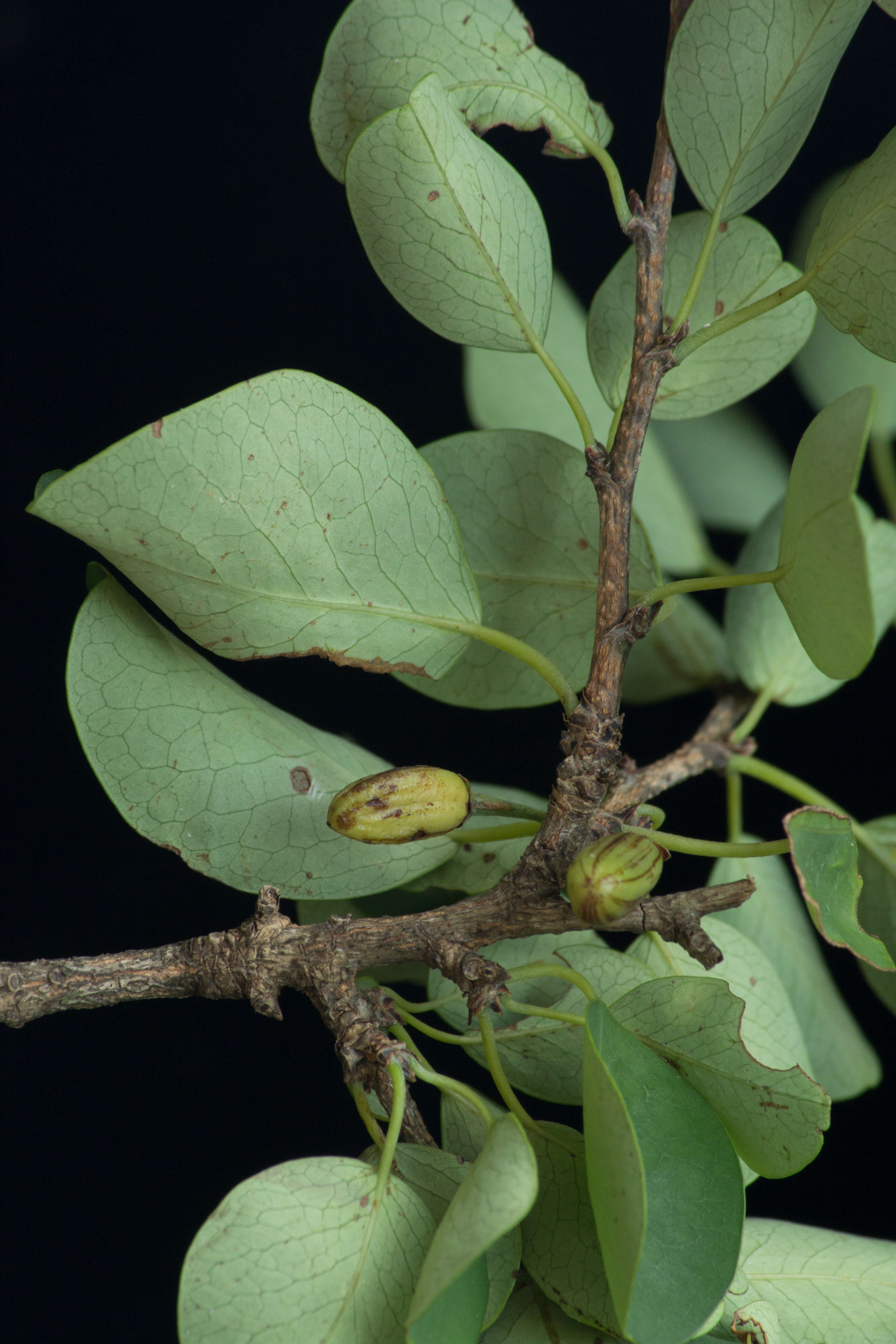 Erythroxylum rotundifolium Lunan的圖片