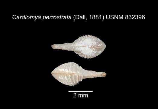 Image de Cardiomya perrostrata (Dall 1881)