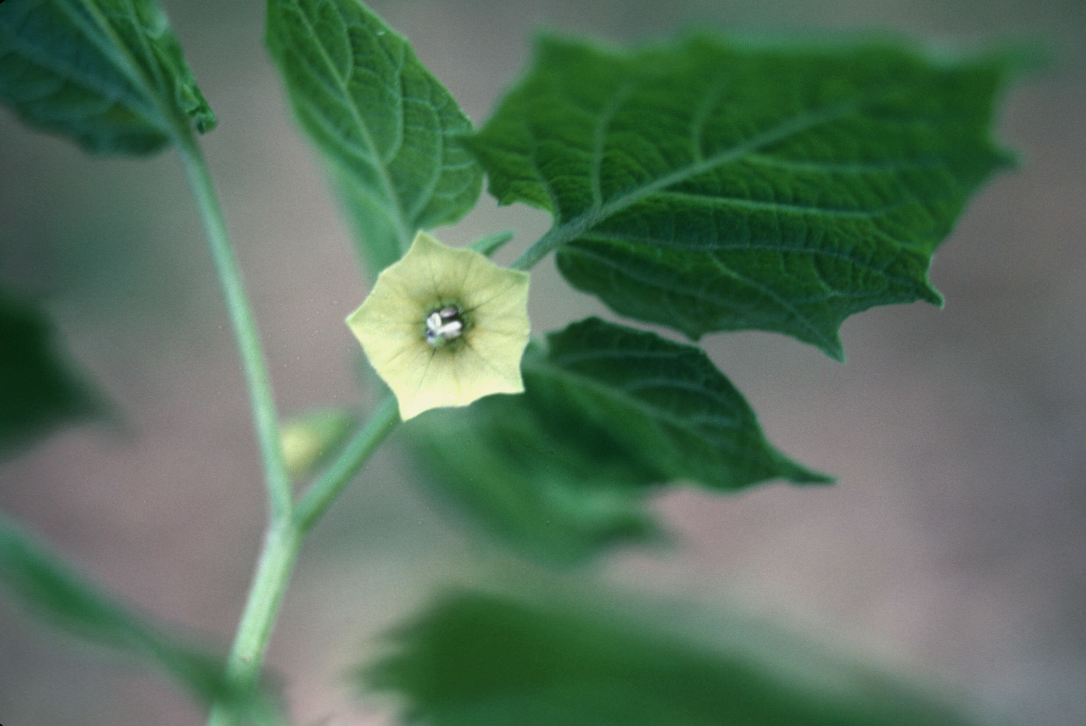 Physalis turbinata Medikus resmi