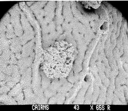 Image of Lepidopora acrolophos Cairns 1983