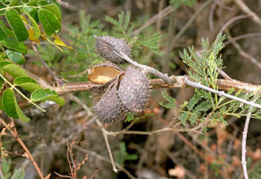 Image of Brown Nickarbean