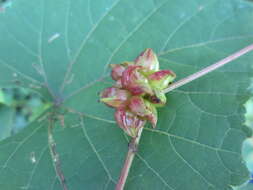 Sivun Ampelopsis heterophylla var. vestita Rehd. kuva