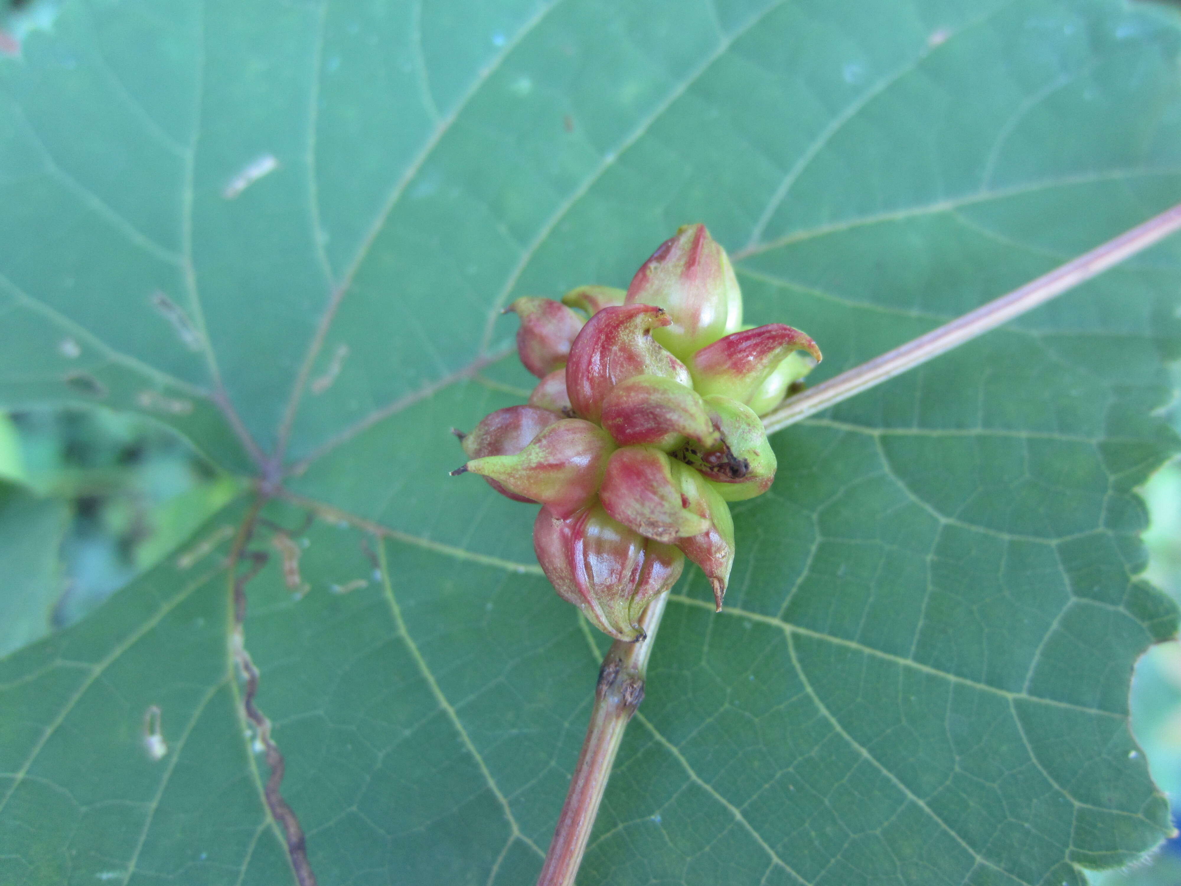 Image of Ampelopsis heterophylla var. vestita Rehd.