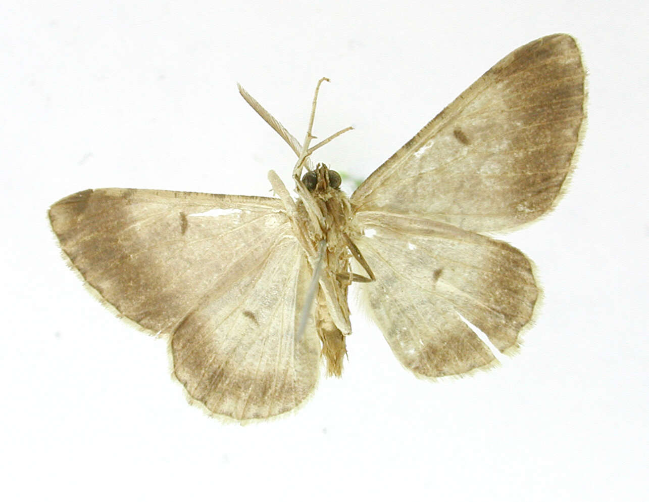 Image of Iridopsis memor Warren 1906