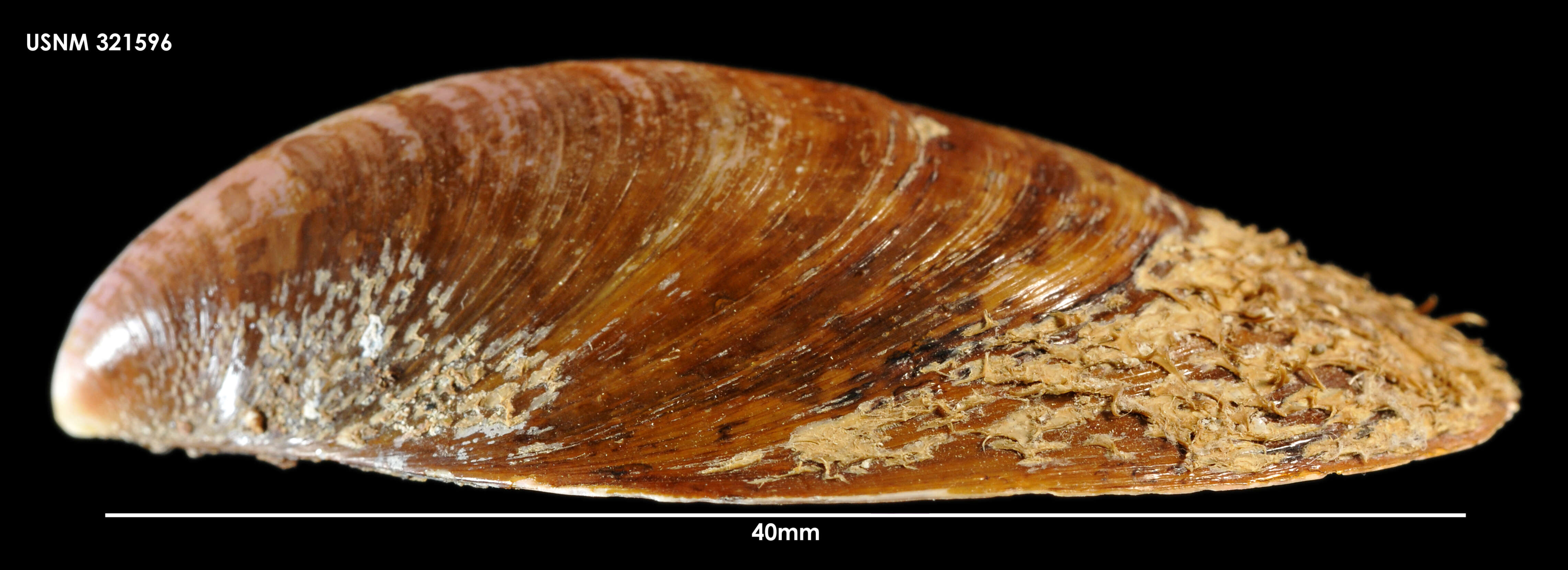 Слика од Modiolus areolatus (Gould 1850)